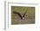 Bald Eagle (Haliaeetus Leucocephalus) in Flight, Washington, USA-Gary Luhm-Framed Photographic Print