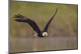 Bald Eagle (Haliaeetus Leucocephalus) in Flight, Washington, USA-Gary Luhm-Mounted Photographic Print