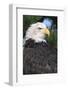 Bald Eagle (Haliaeetus Leucocephalus) in pine tree, Colorado-Richard & Susan Day-Framed Photographic Print