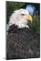 Bald Eagle (Haliaeetus Leucocephalus) in pine tree, Colorado-Richard & Susan Day-Mounted Photographic Print