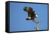 Bald Eagle, Haliaeetus Leucocephalus, Landing on Stag, Sw Florida-Maresa Pryor-Framed Stretched Canvas