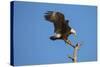 Bald Eagle, Haliaeetus Leucocephalus, Landing on Stag, Sw Florida-Maresa Pryor-Stretched Canvas