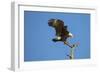 Bald Eagle, Haliaeetus Leucocephalus, Landing on Stag, Sw Florida-Maresa Pryor-Framed Photographic Print