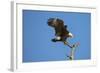 Bald Eagle, Haliaeetus Leucocephalus, Landing on Stag, Sw Florida-Maresa Pryor-Framed Photographic Print