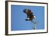 Bald Eagle, Haliaeetus Leucocephalus, Landing on Stag, Sw Florida-Maresa Pryor-Framed Photographic Print