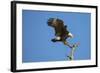 Bald Eagle, Haliaeetus Leucocephalus, Landing on Stag, Sw Florida-Maresa Pryor-Framed Photographic Print