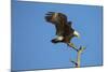 Bald Eagle, Haliaeetus Leucocephalus, Landing on Stag, Sw Florida-Maresa Pryor-Mounted Photographic Print