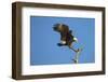 Bald Eagle, Haliaeetus Leucocephalus, Landing on Stag, Sw Florida-Maresa Pryor-Framed Photographic Print