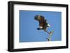Bald Eagle, Haliaeetus Leucocephalus, Landing on Stag, Sw Florida-Maresa Pryor-Framed Photographic Print
