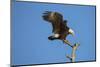 Bald Eagle, Haliaeetus Leucocephalus, Landing on Stag, Sw Florida-Maresa Pryor-Mounted Photographic Print