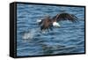 Bald Eagle (Haliaeetus Leucocephalus) Near Prince Rupert, British Columbia, Canada, North America-Michael DeFreitas-Framed Stretched Canvas