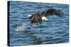 Bald Eagle (Haliaeetus Leucocephalus) Near Prince Rupert, British Columbia, Canada, North America-Michael DeFreitas-Stretched Canvas