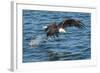 Bald Eagle (Haliaeetus Leucocephalus) Near Prince Rupert, British Columbia, Canada, North America-Michael DeFreitas-Framed Photographic Print