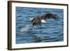 Bald Eagle (Haliaeetus Leucocephalus) Near Prince Rupert, British Columbia, Canada, North America-Michael DeFreitas-Framed Photographic Print