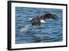 Bald Eagle (Haliaeetus Leucocephalus) Near Prince Rupert, British Columbia, Canada, North America-Michael DeFreitas-Framed Photographic Print