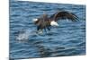 Bald Eagle (Haliaeetus Leucocephalus) Near Prince Rupert, British Columbia, Canada, North America-Michael DeFreitas-Mounted Photographic Print