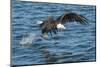 Bald Eagle (Haliaeetus Leucocephalus) Near Prince Rupert, British Columbia, Canada, North America-Michael DeFreitas-Mounted Photographic Print