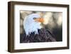 Bald Eagle, Haliaeetus Leucocephalus, Portrait-Jule Leibnitz-Framed Photographic Print