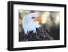 Bald Eagle, Haliaeetus Leucocephalus, Portrait-Jule Leibnitz-Framed Photographic Print