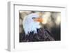 Bald Eagle, Haliaeetus Leucocephalus, Portrait-Jule Leibnitz-Framed Photographic Print