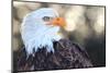 Bald Eagle, Haliaeetus Leucocephalus, Portrait-Jule Leibnitz-Mounted Photographic Print