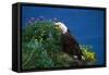 Bald Eagle (Haliaeetus Leucocephalus)-Lynn M^ Stone-Framed Stretched Canvas