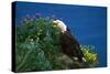 Bald Eagle (Haliaeetus Leucocephalus)-Lynn M^ Stone-Stretched Canvas