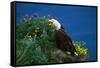 Bald Eagle (Haliaeetus Leucocephalus)-Lynn M^ Stone-Framed Stretched Canvas