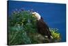 Bald Eagle (Haliaeetus Leucocephalus)-Lynn M^ Stone-Stretched Canvas