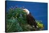 Bald Eagle (Haliaeetus Leucocephalus)-Lynn M^ Stone-Stretched Canvas