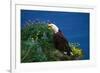 Bald Eagle (Haliaeetus Leucocephalus)-Lynn M^ Stone-Framed Photographic Print