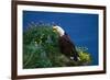 Bald Eagle (Haliaeetus Leucocephalus)-Lynn M^ Stone-Framed Photographic Print