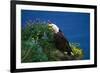 Bald Eagle (Haliaeetus Leucocephalus)-Lynn M^ Stone-Framed Photographic Print