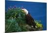 Bald Eagle (Haliaeetus Leucocephalus)-Lynn M^ Stone-Mounted Photographic Print