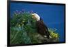 Bald Eagle (Haliaeetus Leucocephalus)-Lynn M^ Stone-Framed Photographic Print