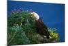 Bald Eagle (Haliaeetus Leucocephalus)-Lynn M^ Stone-Mounted Photographic Print