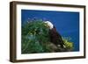 Bald Eagle (Haliaeetus Leucocephalus)-Lynn M^ Stone-Framed Photographic Print