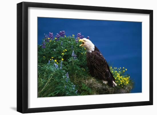 Bald Eagle (Haliaeetus Leucocephalus)-Lynn M^ Stone-Framed Photographic Print