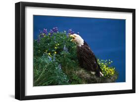 Bald Eagle (Haliaeetus Leucocephalus)-Lynn M^ Stone-Framed Photographic Print