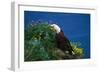 Bald Eagle (Haliaeetus Leucocephalus)-Lynn M^ Stone-Framed Photographic Print