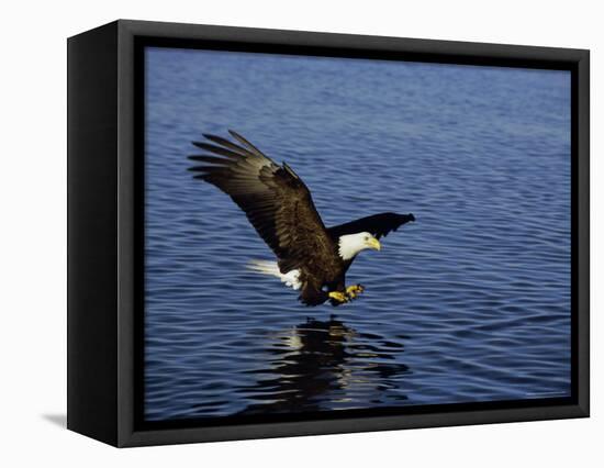 Bald Eagle (Haliaetus Leucocephalus) in February, Alaska, USA-David Tipling-Framed Stretched Canvas