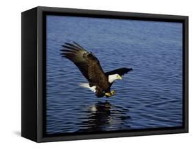 Bald Eagle (Haliaetus Leucocephalus) in February, Alaska, USA-David Tipling-Framed Stretched Canvas