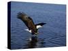 Bald Eagle (Haliaetus Leucocephalus) in February, Alaska, USA-David Tipling-Stretched Canvas