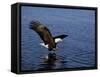 Bald Eagle (Haliaetus Leucocephalus) in February, Alaska, USA-David Tipling-Framed Stretched Canvas