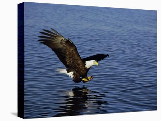 Bald Eagle (Haliaetus Leucocephalus) in February, Alaska, USA-David Tipling-Stretched Canvas