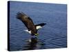 Bald Eagle (Haliaetus Leucocephalus) in February, Alaska, USA-David Tipling-Stretched Canvas