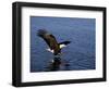 Bald Eagle (Haliaetus Leucocephalus) in February, Alaska, USA-David Tipling-Framed Photographic Print