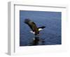 Bald Eagle (Haliaetus Leucocephalus) in February, Alaska, USA-David Tipling-Framed Photographic Print