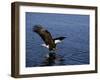 Bald Eagle (Haliaetus Leucocephalus) in February, Alaska, USA-David Tipling-Framed Photographic Print