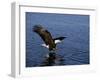 Bald Eagle (Haliaetus Leucocephalus) in February, Alaska, USA-David Tipling-Framed Photographic Print